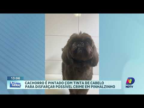 Cachorro pintado com tinta de cabelo em Pinhalzinho: polícia investiga possível crime