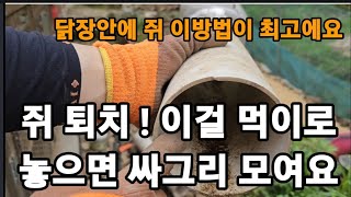 쥐퇴치! 이방법은 초대박! 입니다 여기에 이거를 먹이로 놓으세요! #쥐퇴치 #쥐가좋아하는먹이 #쥐잡는트랩 #…