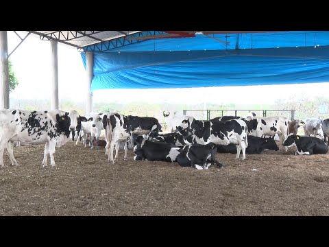 Criação de vacas com uso de confinamento para produção de leite é aposta em Valença 01 10 2022