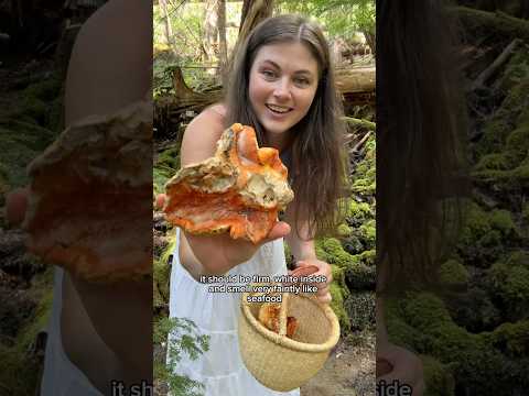 Edible lobster mushrooms: what to look for and how to tell if you should leave it behind. Delicious!