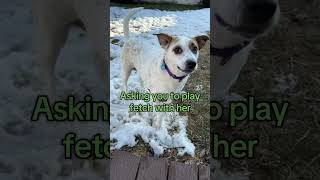Video preview image #1 Mutt Puppy For Sale in Boonton, NJ, USA