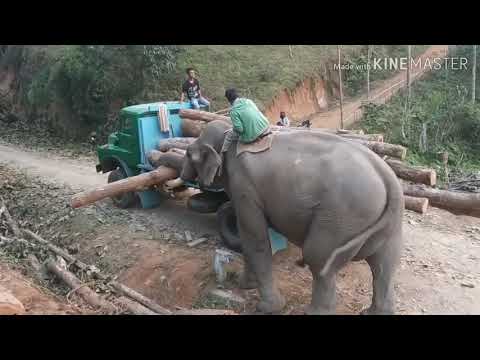Incredible power an Elephant loading logs all by himself