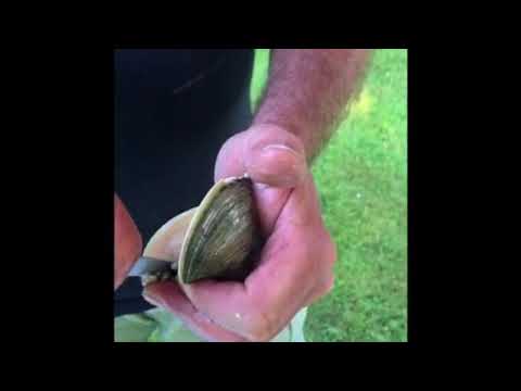 Freshest Clam evah!