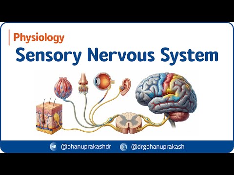 3. Sensory Nervous System Physiology 🧠✨ | Receptors, Sensory Pathways & Coding of Sensation
