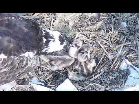 MNSA Osprey-Cam: 5/24/2023 feeding time