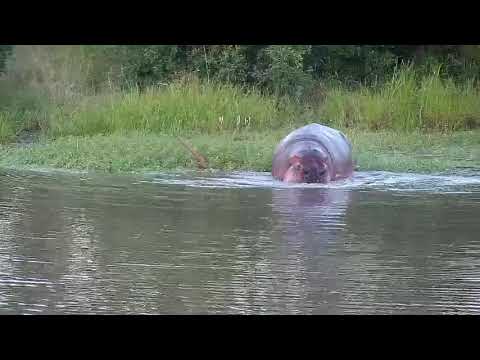 Djuma: Hippo backs up to edge of dam to spray/mark - 17:41 - 03/19/21