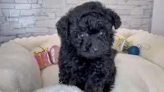 タイニープードルの動画01