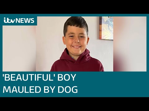 Jack Lis: Pair admit part in death of 'beautiful' boy mauled by dog in Caerphilly I ITV News