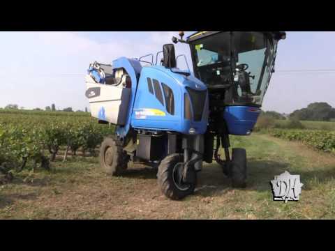 Les vendanges du Domaine de la Grange HARDY