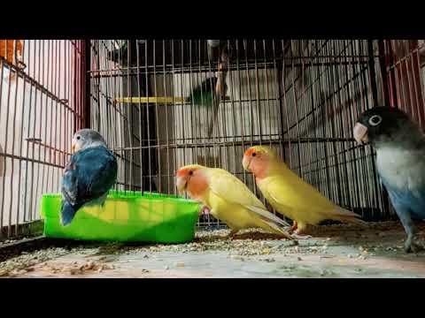 Lovebirds meal time. #parrots #lovebirds #lutino #personata #lovebirdsfood