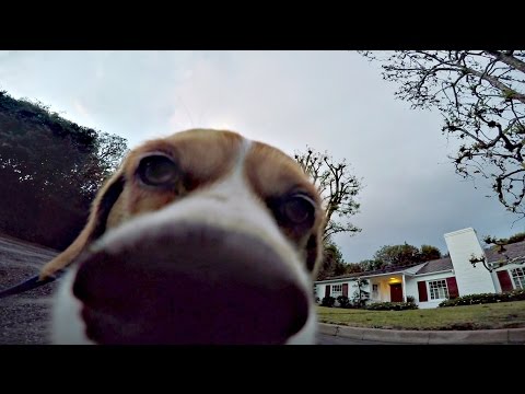 GoPro Doggy-Cam