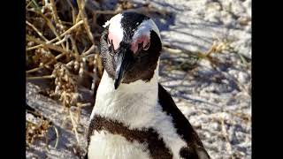 preview picture of video 'Penguins at Boulders Beach Simon's Town'
