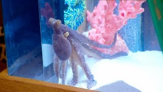 Erika Girardi's Octopus Tank