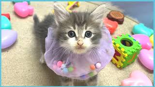 ペットショップCOO&RIKU No00705019(ノルウェージャンフォレストキャット)