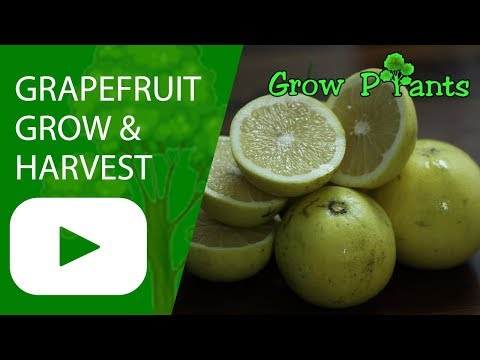 Fungal gamot paa Kung ito ay posible upang gamutin nang hindi inaalis kuko halamang-singaw
