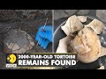 Italy 2000 Yr Old Pregnant Tortoise Remains Found In Pompeii World News English News WION