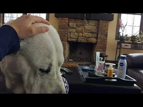 Central Asian shepherd best dog