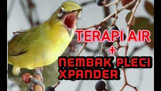 Download lagu MASTERAN PLECI TEMBAKAN XPANDER WIT WIT   TERAPI PLECI mp3