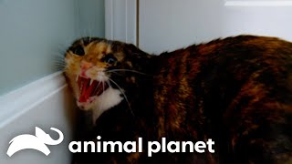 Mia Overcomes Her PTSD | My Cat From Hell | Animal Planet