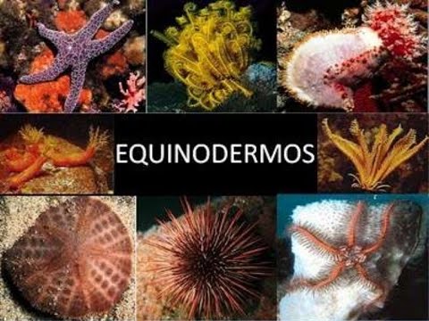 CARACTERÍSTICAS E DESENVOLVIMENTO DOS EQUINODERMOS - PROFª TATIANE NARDIN