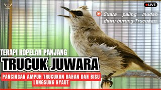 Download lagu Masteran Trucukan gacor Lanjut Ropel panjang Suara Bagus untuk pancingan trucukan agar bunyi gacor mp3