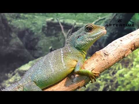 Foggy Ray  - Reptile /preview/