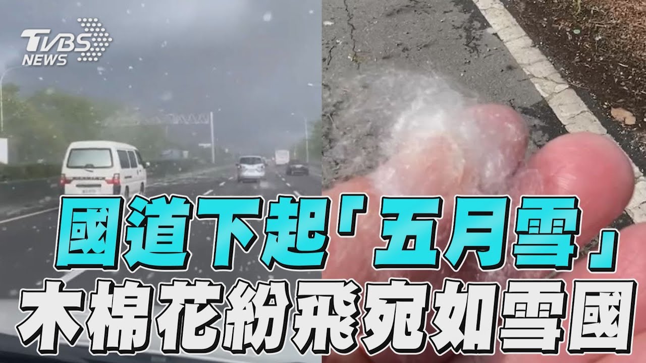 國道下雪了?北斗段「木棉花」遍地飄落 綿延5公里民眾驚呆