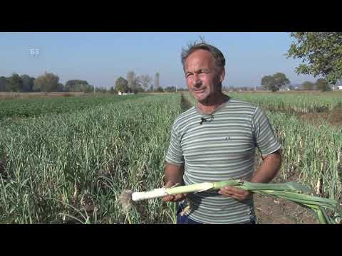 PRAZILUK  - vadjenje i pakovanje  - kako se uzgaja u Pomoravlju