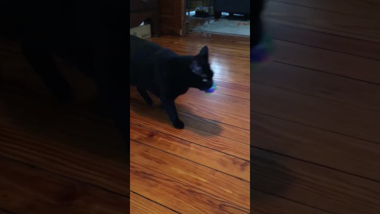 Enlarge Lasagna Willow Grove area (FCID# 05/16/23 - 135) C, a Adoptable Domestic Short Hair in Willow Grove, PA video 4/5