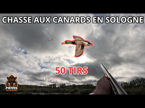 CHASSE AUX CANARDS EN SOLOGNE 50 TIRS ! DUCK HUNTING IN FRANCE 50 SHOTS !