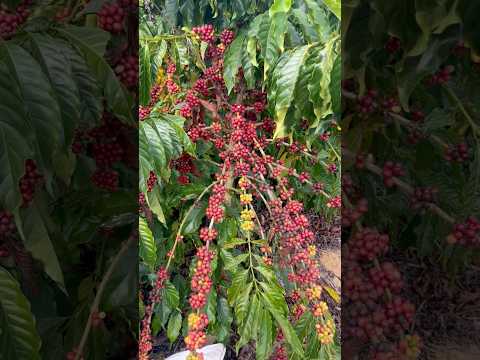 Colheita de Café Conilon. São Domingos do Norte, Espírito Santo. #Capixaba #Agro #Trabalha e Confia