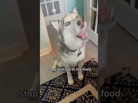 cat video#cat#catfancy#cutecat#nicecat#Funny