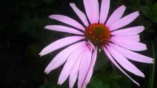 Frank Boeijen  - De piano van Beethoven -