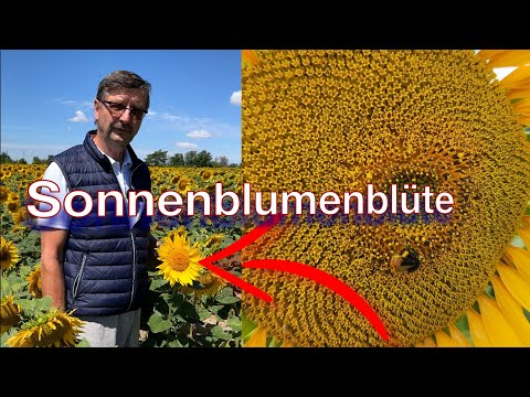 Frag Dr. Schröder - Sonnenblume die letzte blühende Frucht im Vegetationsjahr