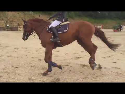 kavalli di magico RDS Qualifier 7/8 yr old Qualifier (Emerald x Flamenco de semilly)