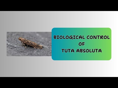 Biological Control of Tuta Absoluta