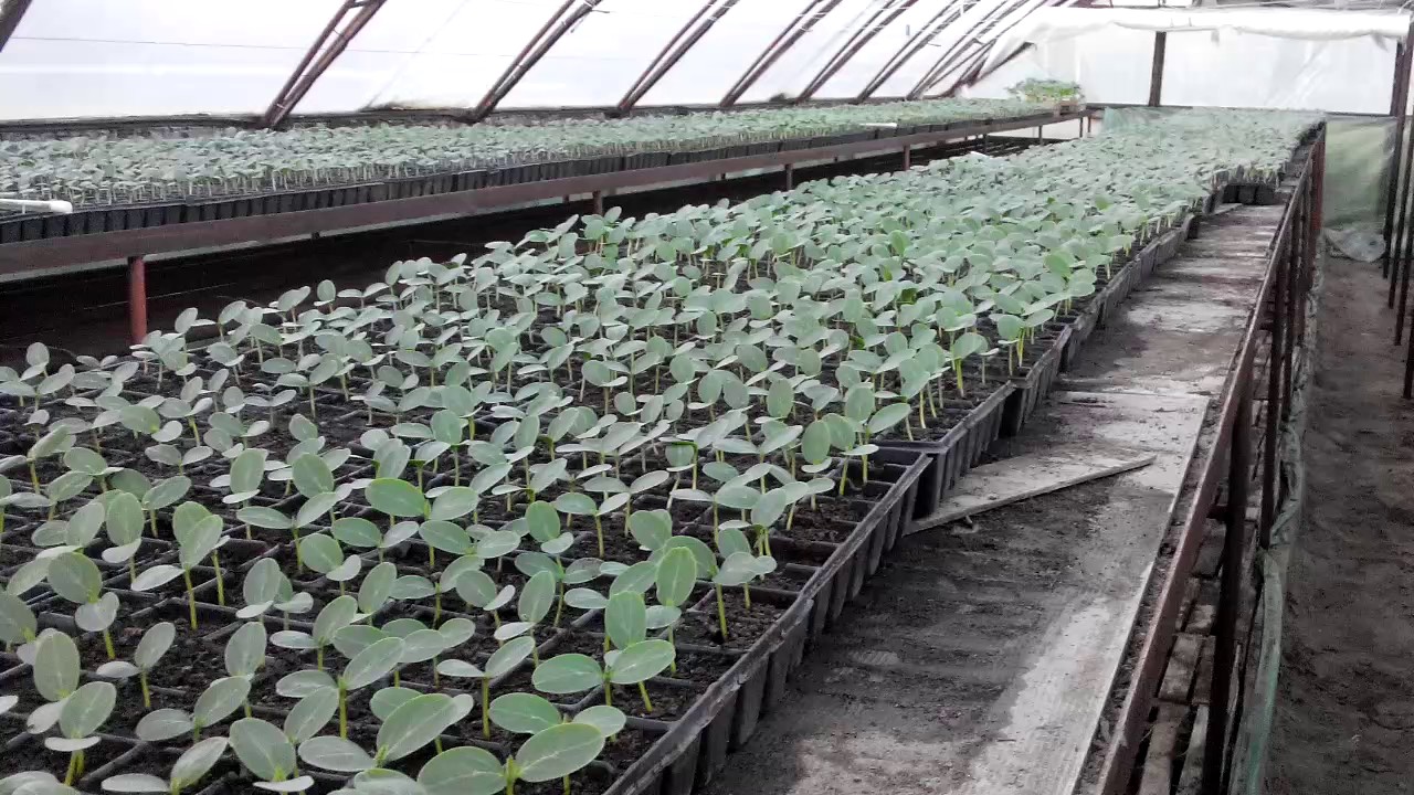 Купить Рассаду Огурцов В Спб