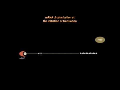 image-What is the dictionary definition of circularization?