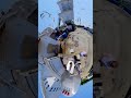 Seagull Frenzy