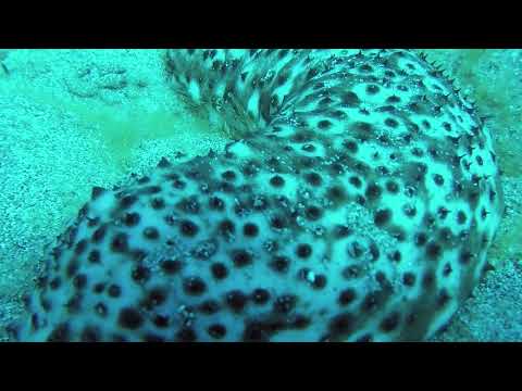 Holothuria (Platyperona) sanctori