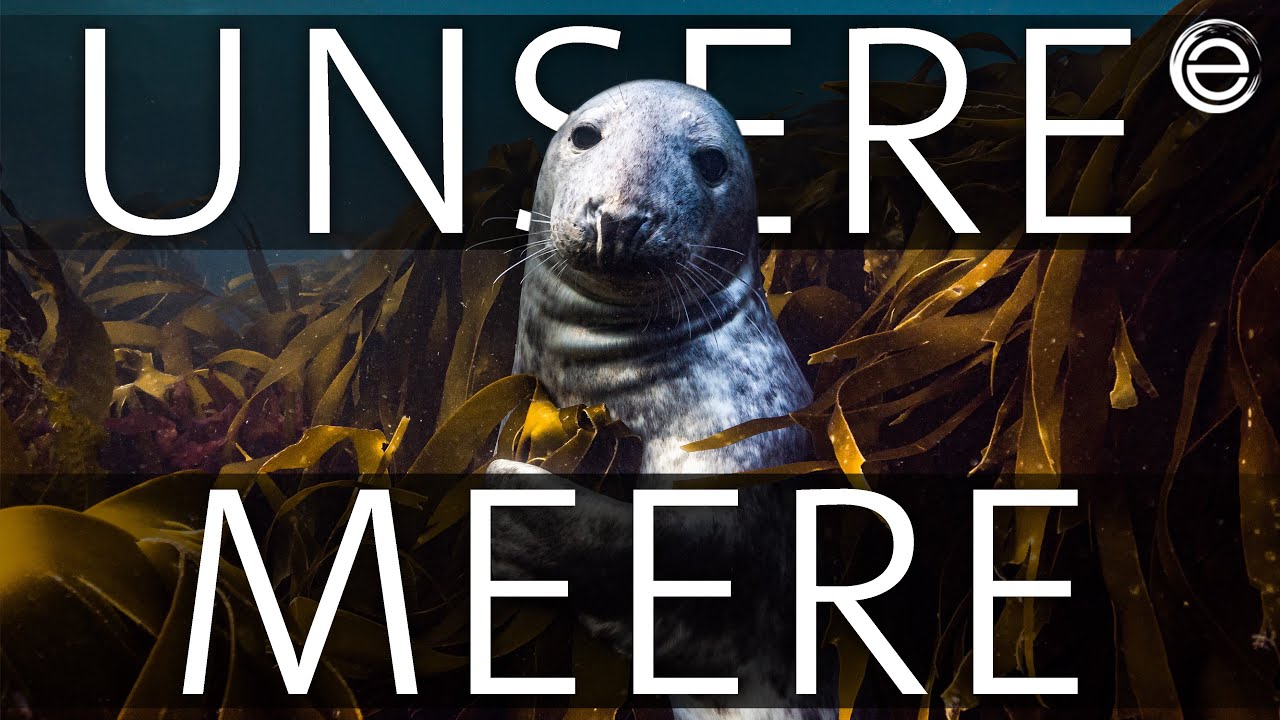 Unsere Meere (Folge 1) Naturwunder Nordsee | Erlebnis Erde