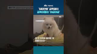 태국서 '840만원' 상당 금목걸이 씹어 먹은 '금쪽이' 포메라니안 2마리 #JTBC #Shorts