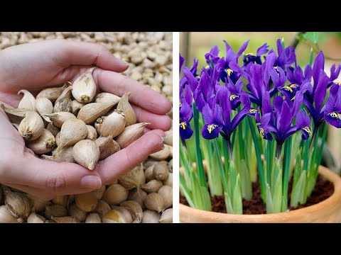 So pflanzen Sie Iris Reticulata Pixie: Leitfaden für den Frühlingsgarten