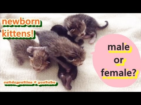 How to Determine the Gender of Your Kitten - Newborn Kittens | Catdogcuties