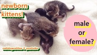 How to Determine the Gender of Your Kitten - Newborn Kittens | Catdogcuties