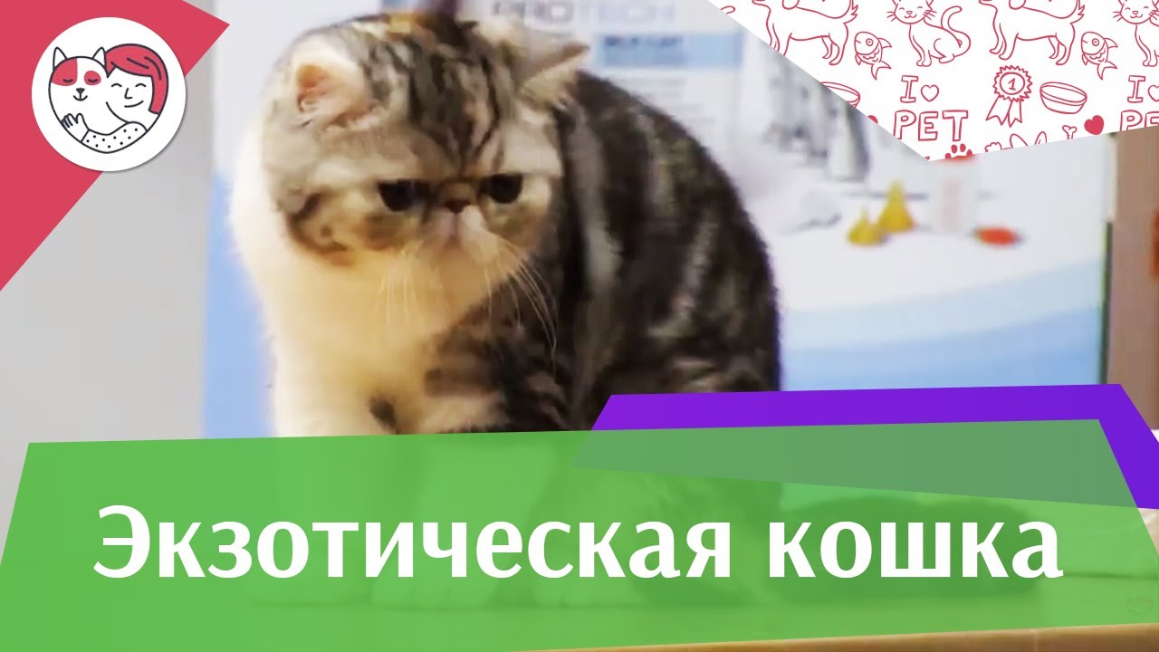 Экзотическая Кошка Фото