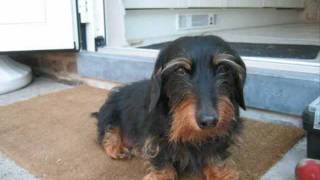 Nellie mcKay &quot; The Dog Song &quot;  with lyrics