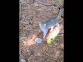 Beautiful Gray Tabby Has Softest Cutest Meows Shorts