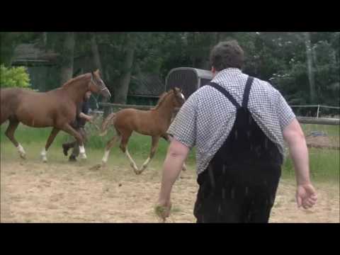 HF2016 Dancier Rotspon neu