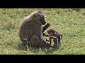 Happy Baboon Family